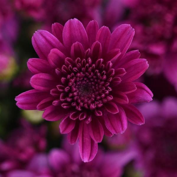 Milkshake Cherry Purple Garden Mum