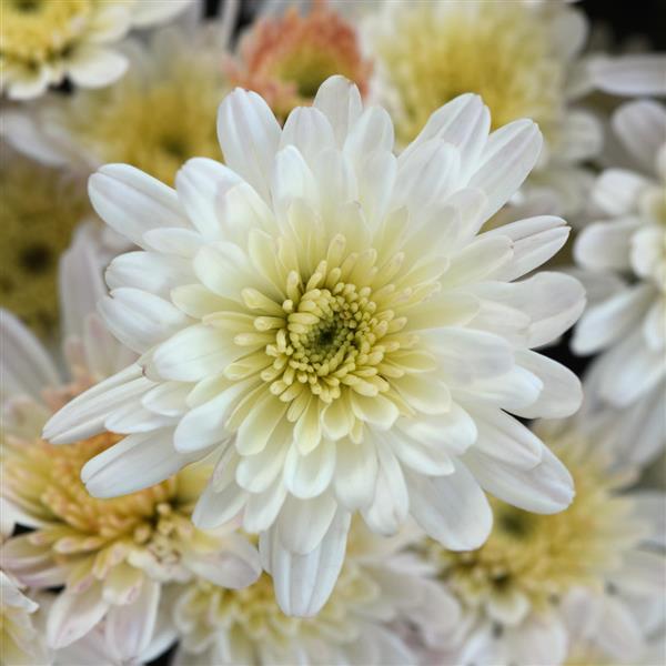 Milkshake Coconut White Garden Mum