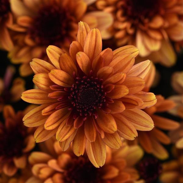 Milkshake Kiwi Bronze Garden Mum