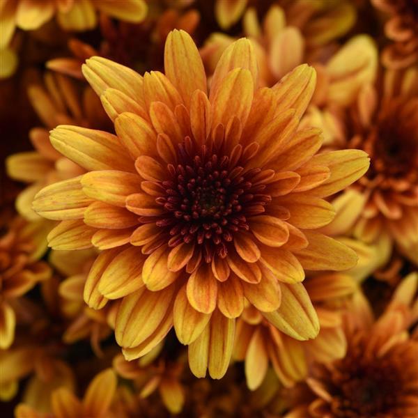 Milkshake Papaya Orange Garden Mum - Bloom
