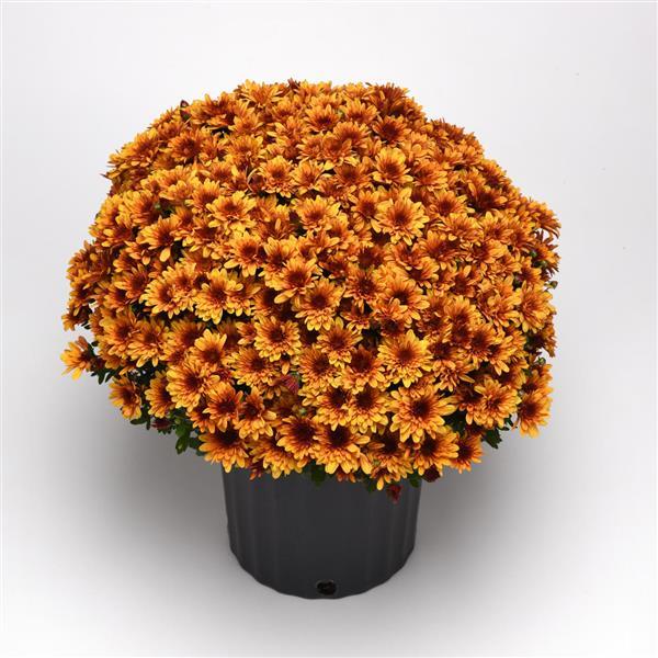 Milkshake Papaya Orange Garden Mum - Container
