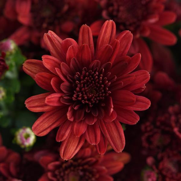Milkshake Strawberry Red Garden Mum