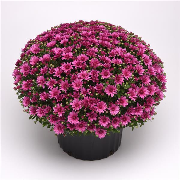 Misty Lilac Pink Garden Mum
