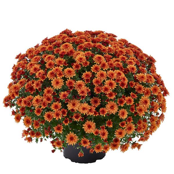 Morgana Orange Garden Mum
