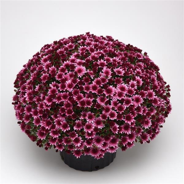 Morgana Pink Garden Mum