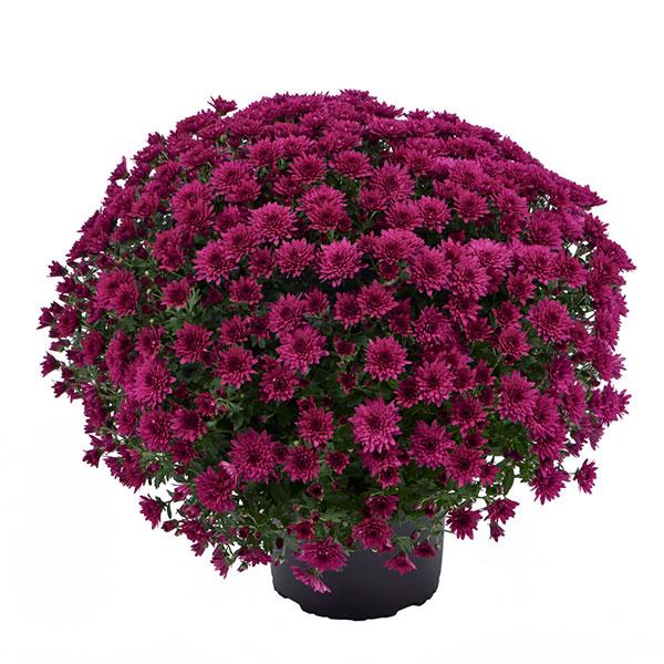 Morgana Purple Garden Mum
