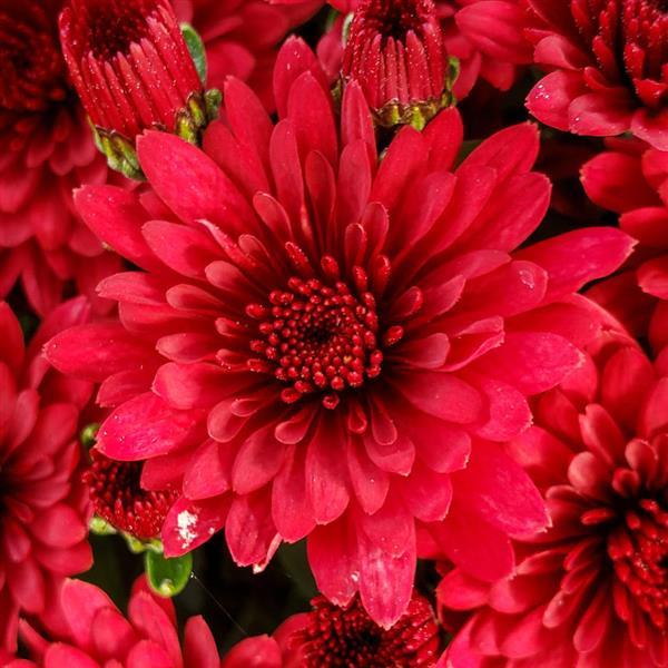 Morgana Red Garden Mum