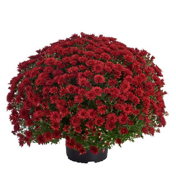 Morgana Red Garden Mum