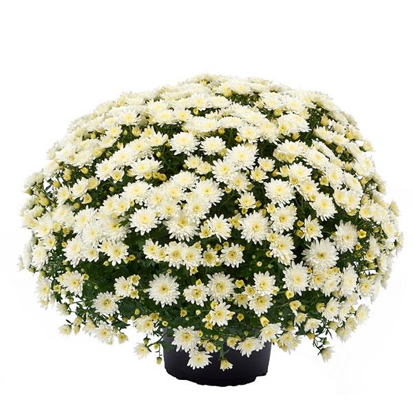Morgana White Garden Mum