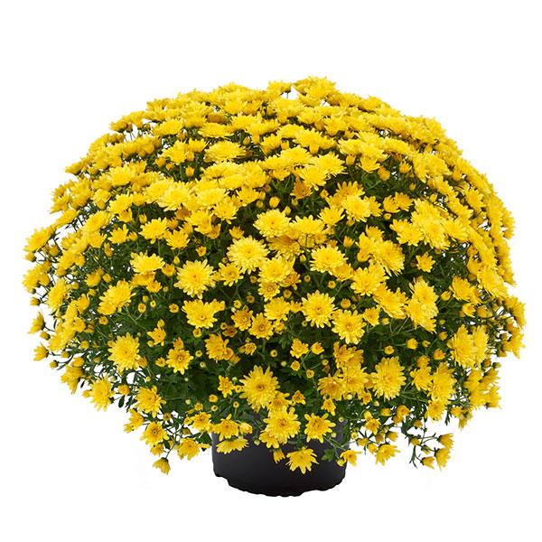 Morgana Yellow Garden Mum
