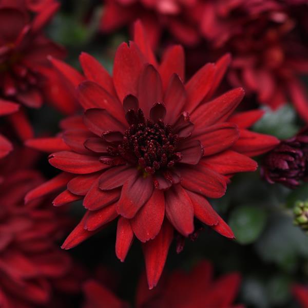 Mumma Mia Red Garden Mum