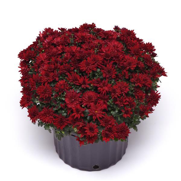 Mumma Mia Red Garden Mum