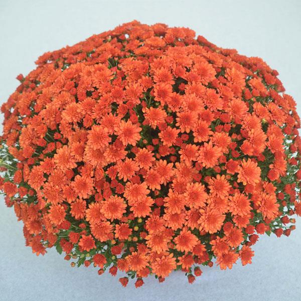 Mumosa Orange Garden Mum - Container