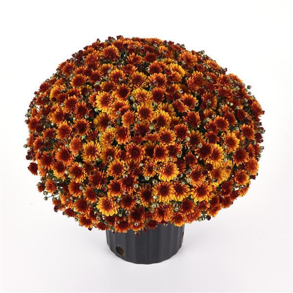 Orange Helios Garden Mum