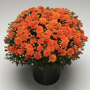 Orange Zest Garden Mum - Container