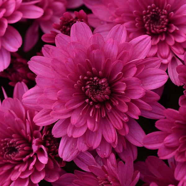 Paintbox Purple Garden Mum