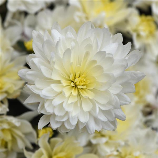 Paperwhite Garden Mum