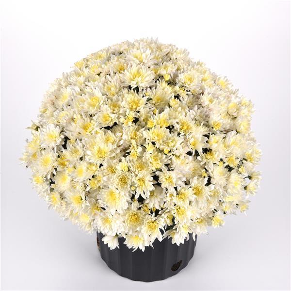 Paperwhite Garden Mum