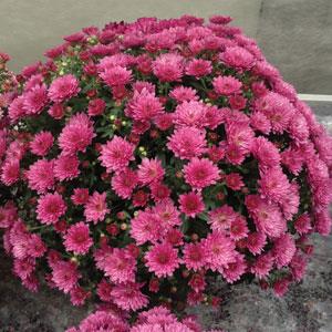 Paradiso Pink Garden Mum