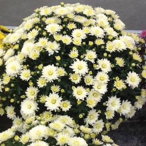 Paradiso White Garden Mum