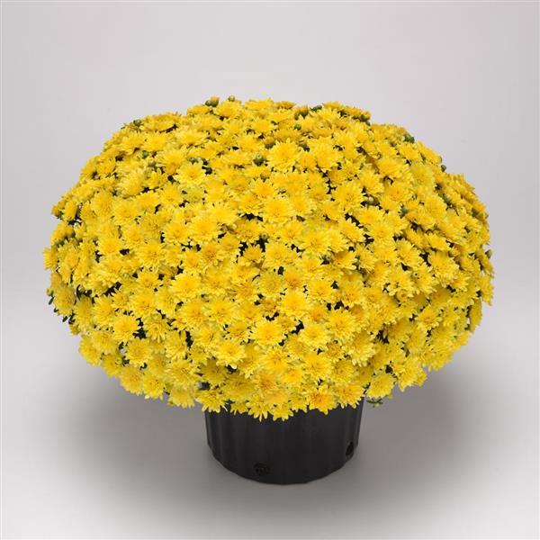 Paradiso Yellow Garden Mum