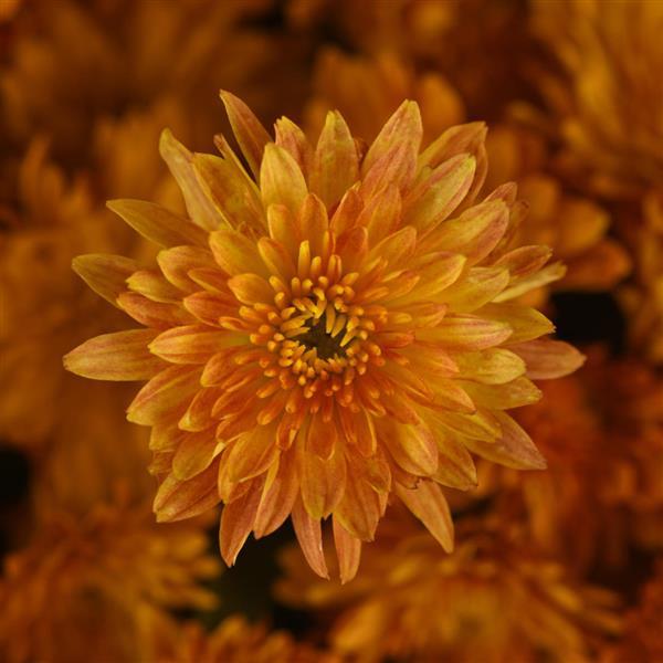 Petite Orange Improved Garden Mum