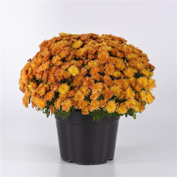 Petite Orange Improved Garden Mum