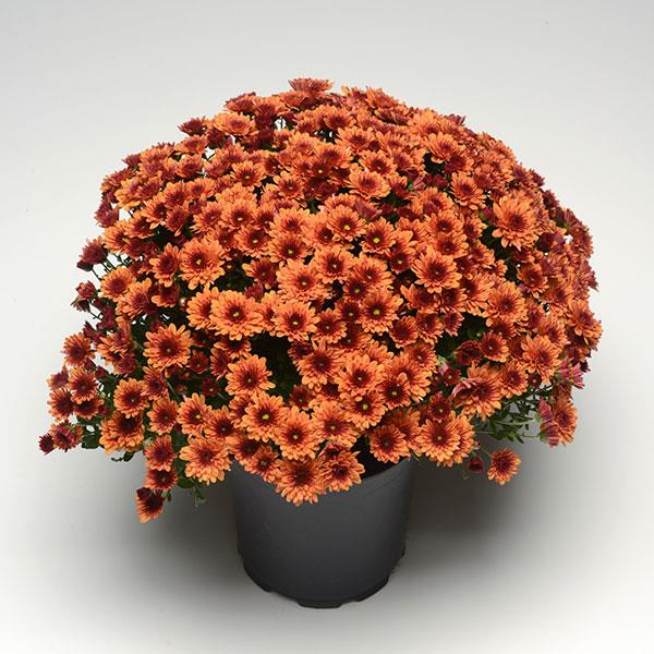 Pop Eye Orange Garden Mum