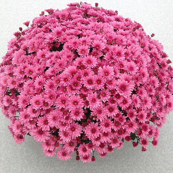 Pop Eye Pink Garden Mum
