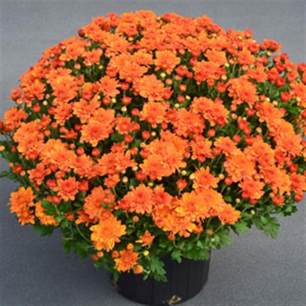 Pumpkin Pie Orange Garden Mum