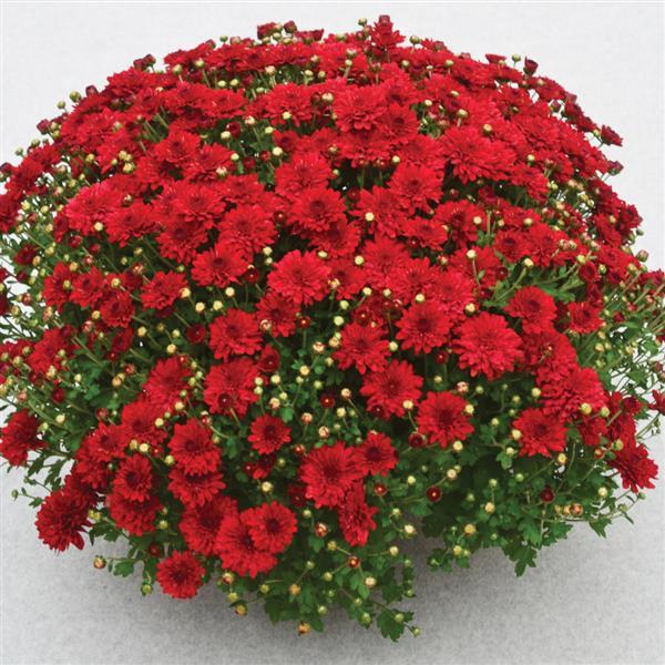 Radiant Red Garden Mum