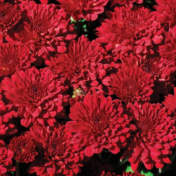 Red Ryder Garden Mum