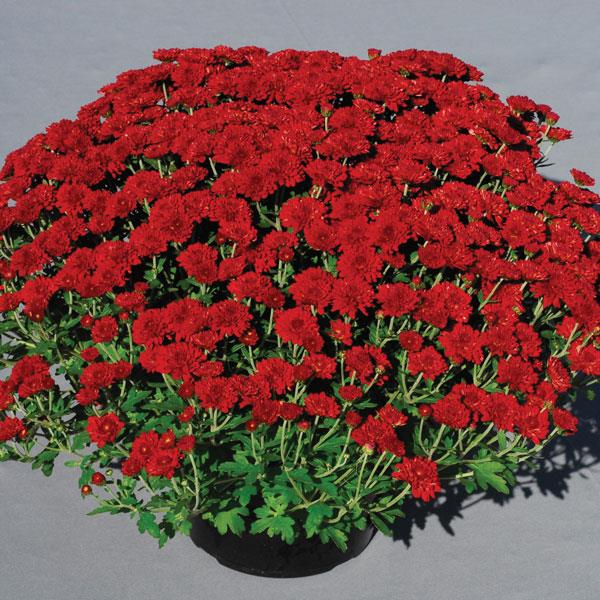 Red Ryder Garden Mum