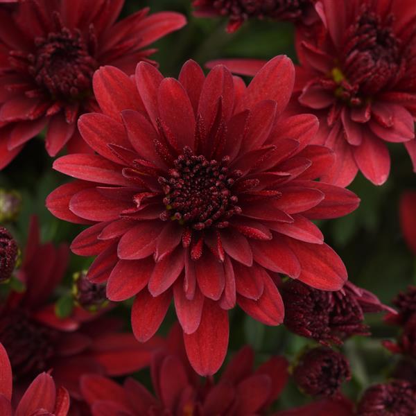 Roaring Red Garden Mum
