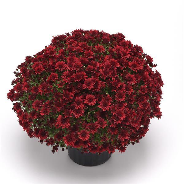 Roaring Red Garden Mum