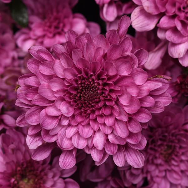 Skye Pink Garden Mum