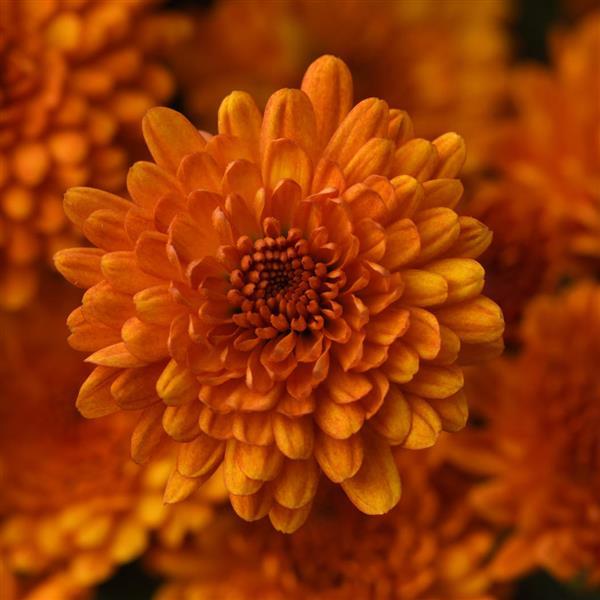 Spicy Pumpkin Orange Garden Mum