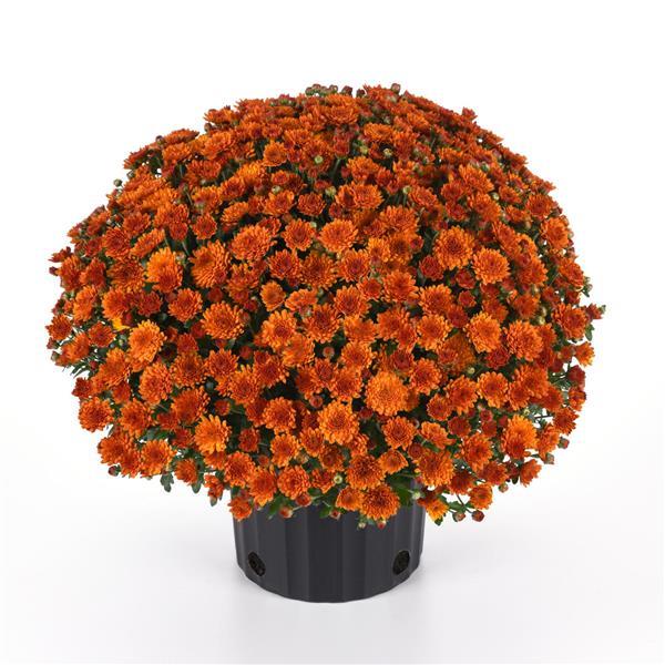 Spicy Pumpkin Orange Garden Mum