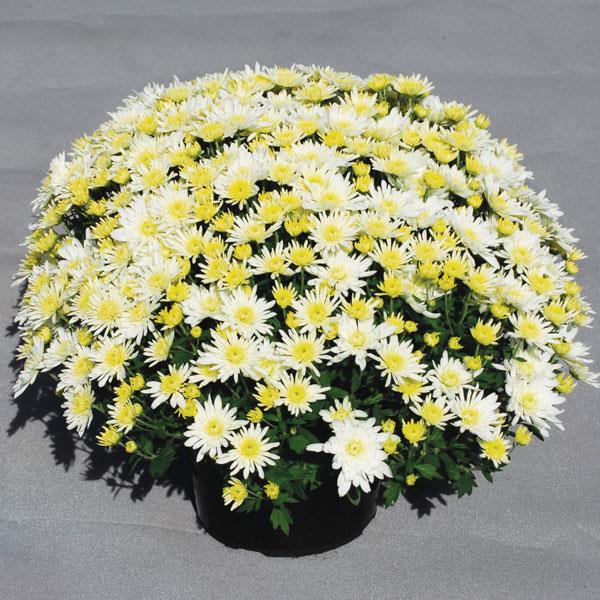 Starburst White Garden Mum