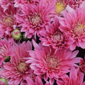 Stellar Pink Garden Mum