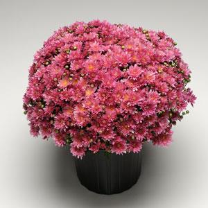 Stellar Pink Garden Mum