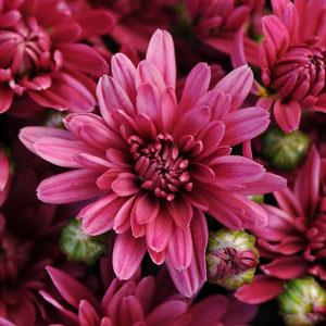 Stellar Purple Garden Mum - Bloom
