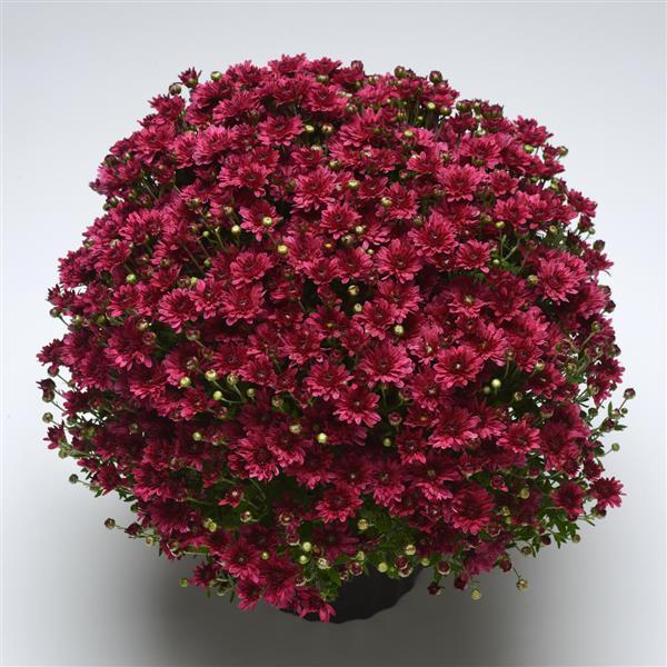 Stellar Purple Garden Mum - Container