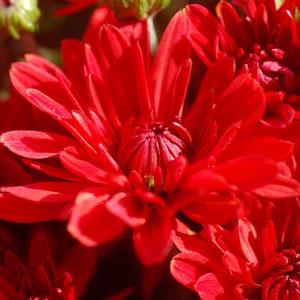 Stellar Red Garden Mum