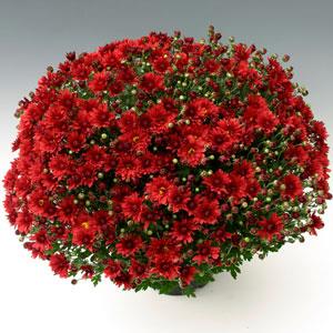 Stellar Red Garden Mum