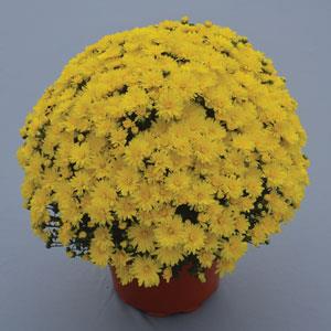 Stellar Yellow Garden Mum
