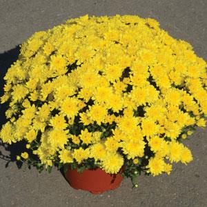 Sunrise Yellow Garden Mum