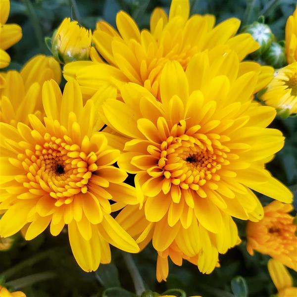 Sweet Honey Yellow Garden Mum