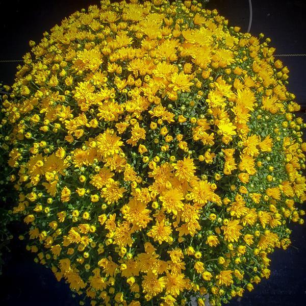 Sweet Honey Yellow Garden Mum