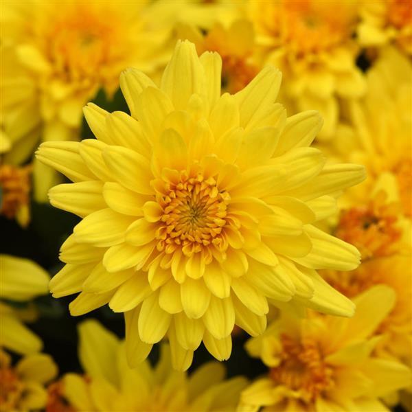 Trickster Golden Bronze Garden Mum